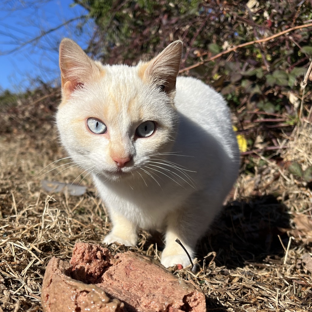 Peach Cobbler — thumbnail 2