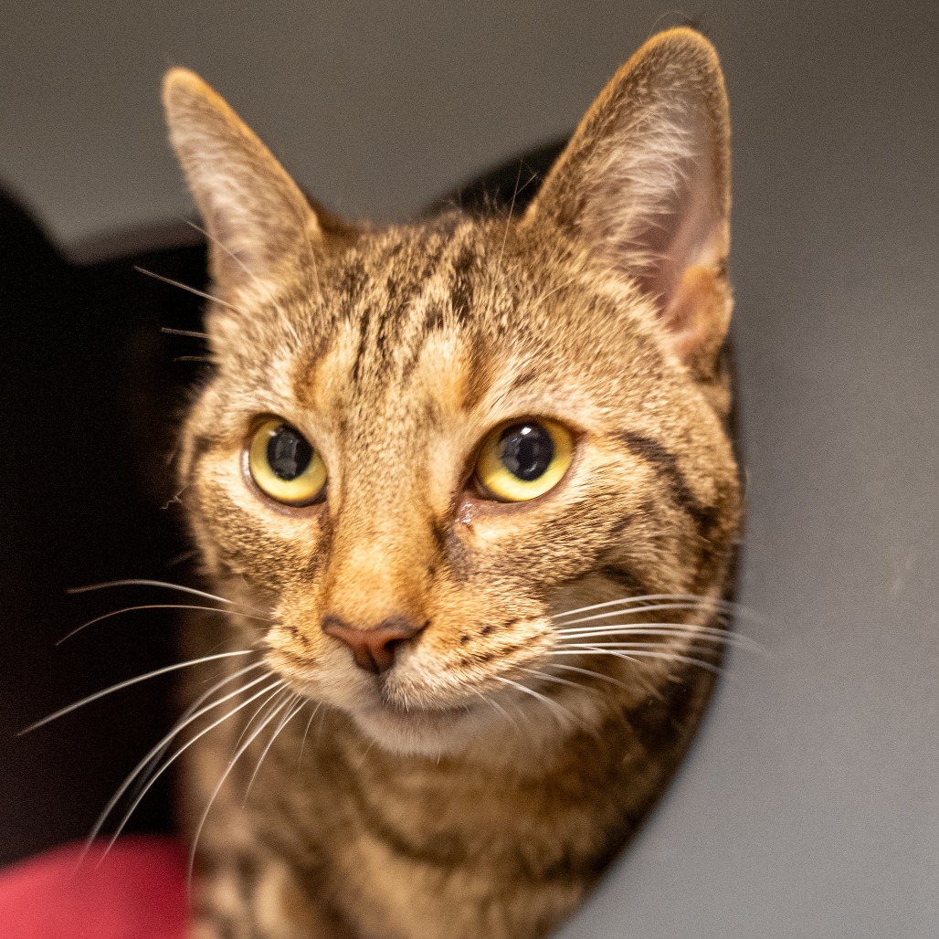 CLOVER - Domestic Shorthair available for adoption
