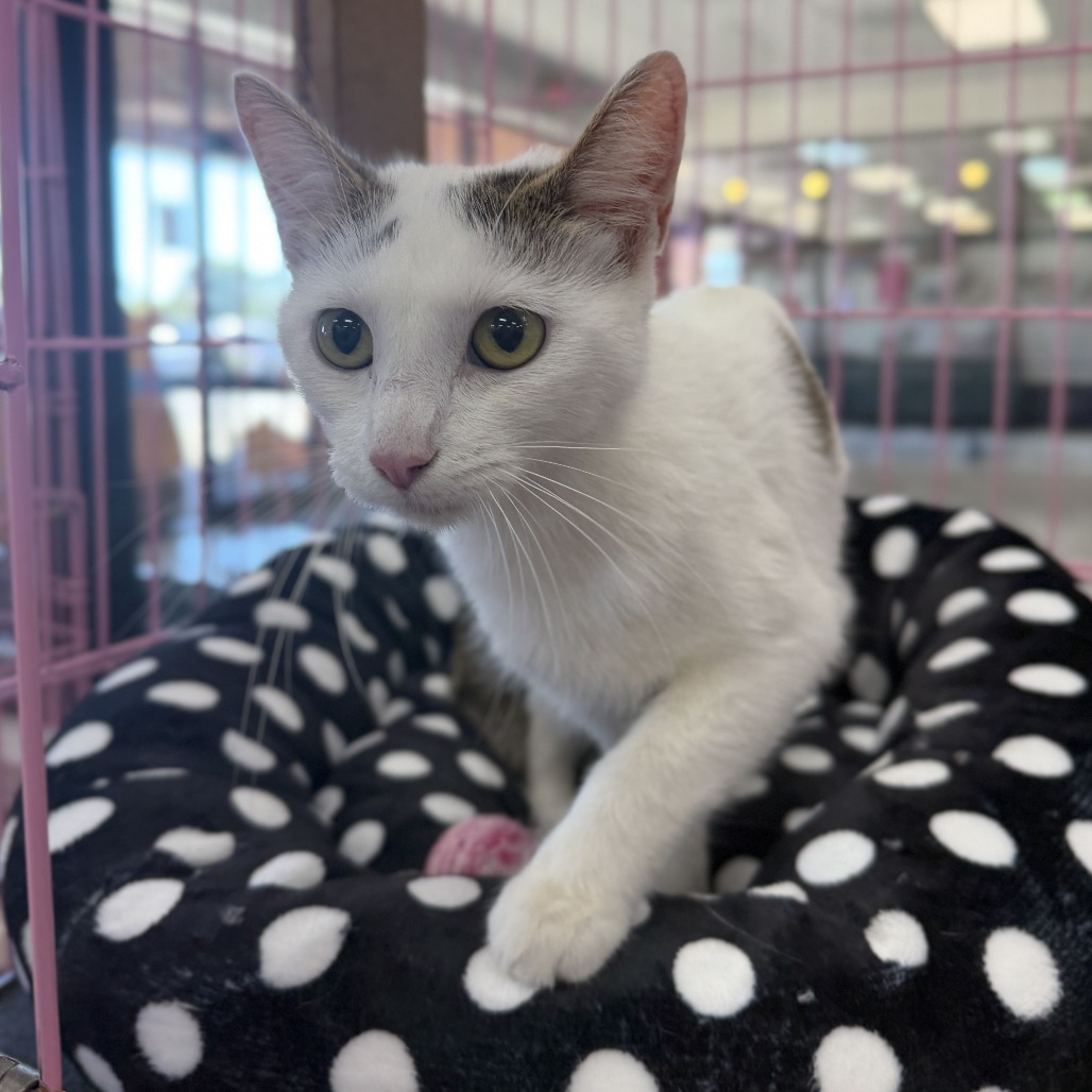 BEANS - Domestic Shorthair available for adoption