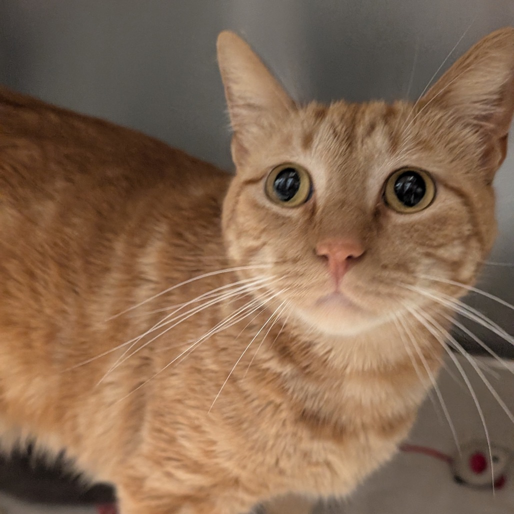 TANGI - Domestic Shorthair available for adoption