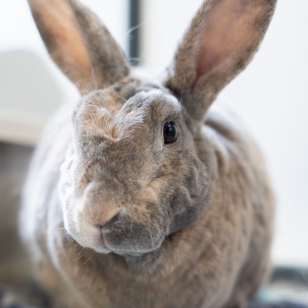 Shelly is available for adoption at Georgia House Rabbit Society