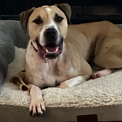 LUXOR - Hound / Mix available for adoption