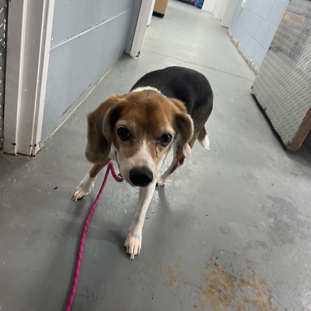 Daisy — thumbnail 5