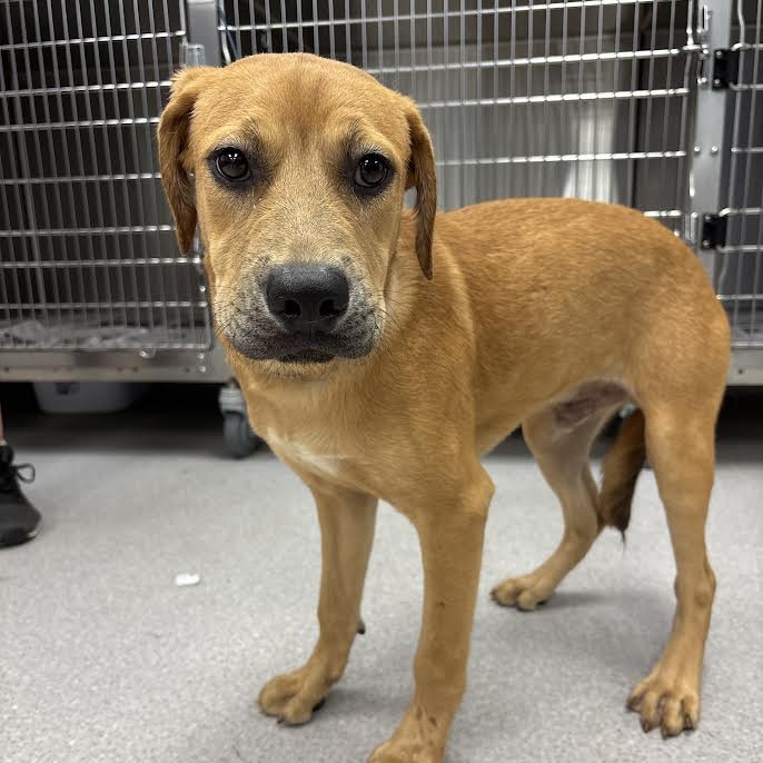 TEX - Retriever, Labrador / Mix available for adoption