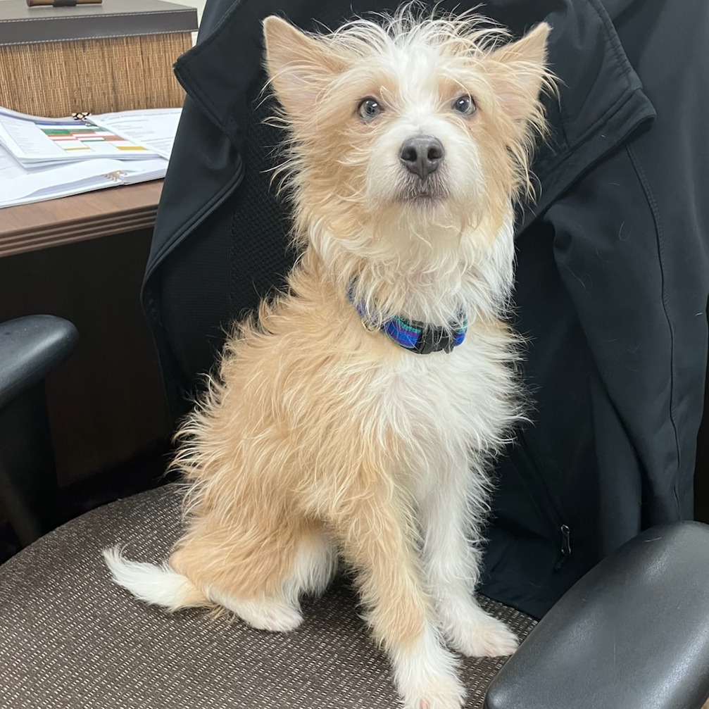 Bonk — thumbnail 3