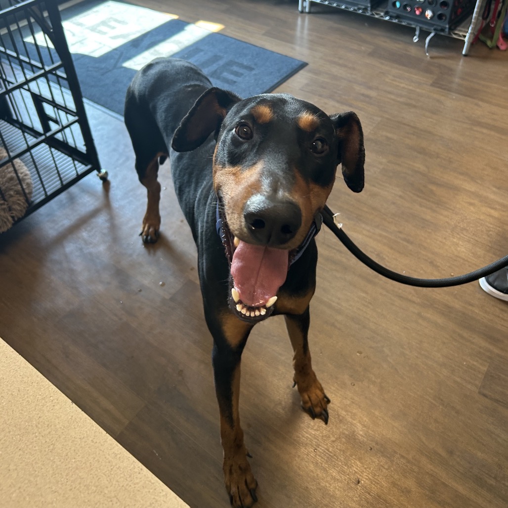CONSTANTINE - Pinscher, Doberman / Mixed Breed (Large) available for adoption