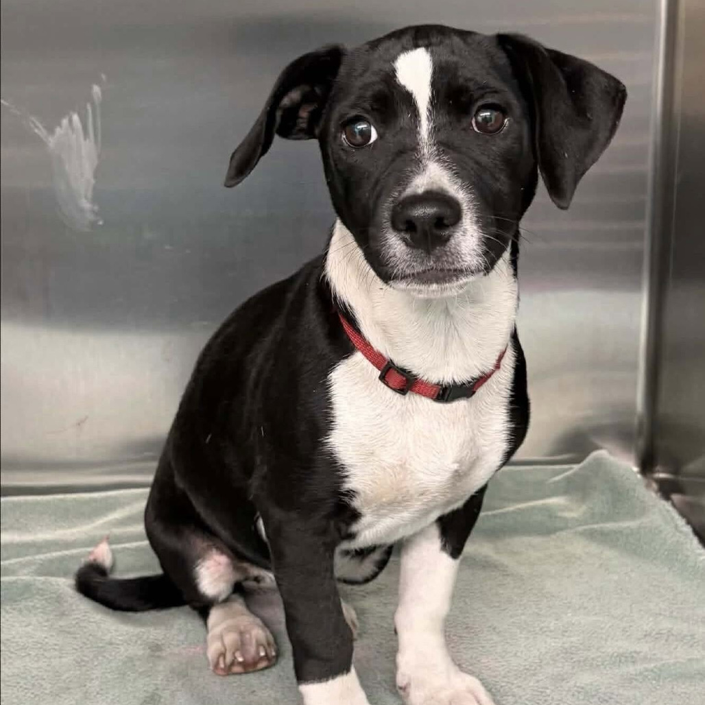 FOSTER NEEDED - Daisy