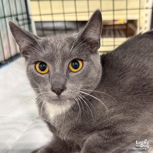 XILO - Domestic Shorthair available for adoption