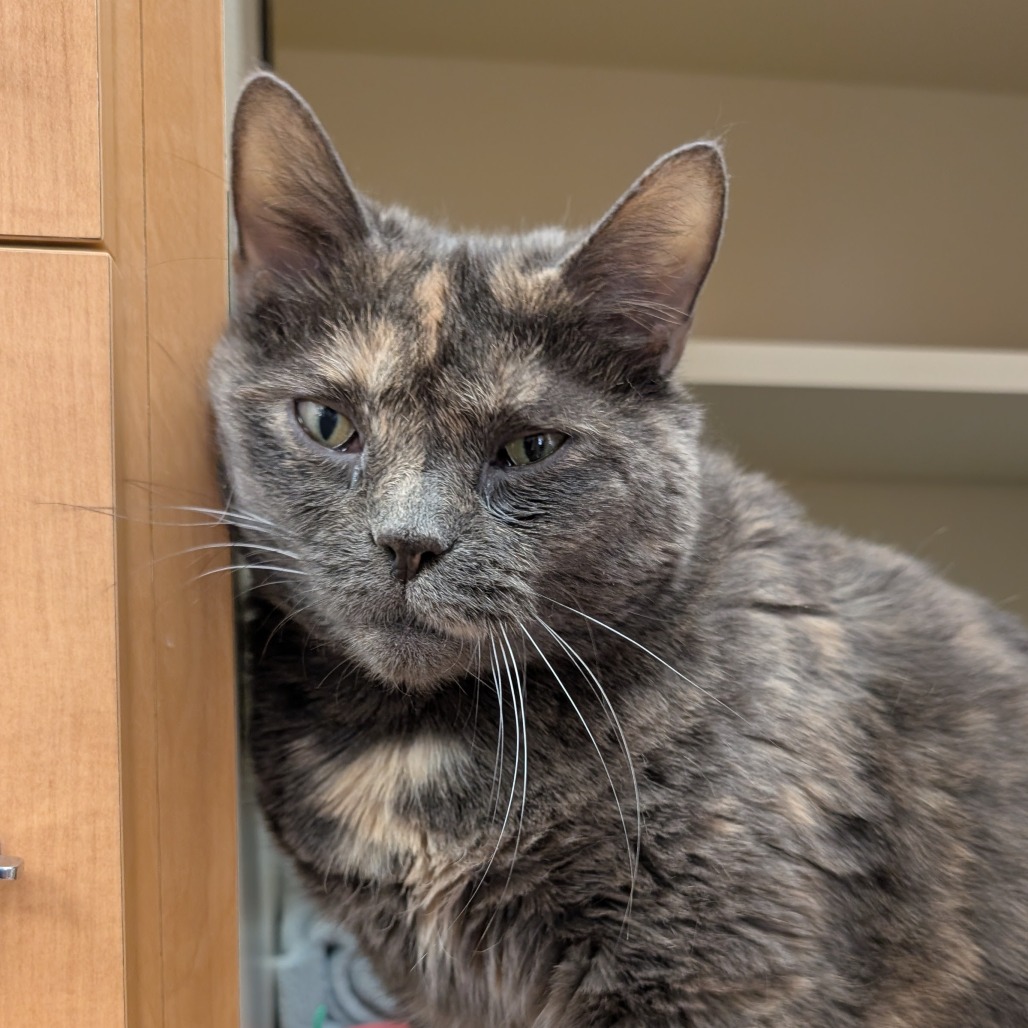 Dolly Purrton, photo 2