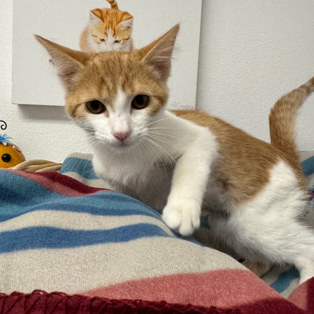 AMBER - Domestic Medium Hair available for adoption
