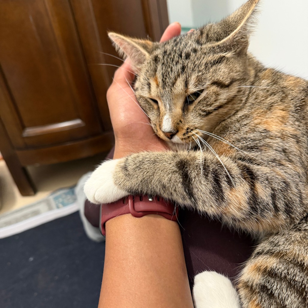 AMOA - Domestic Shorthair available for adoption
