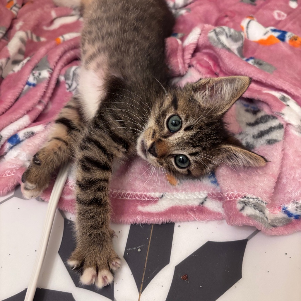 RALPHIE - Domestic Medium Hair / Mix for adoption in Hattiesburg