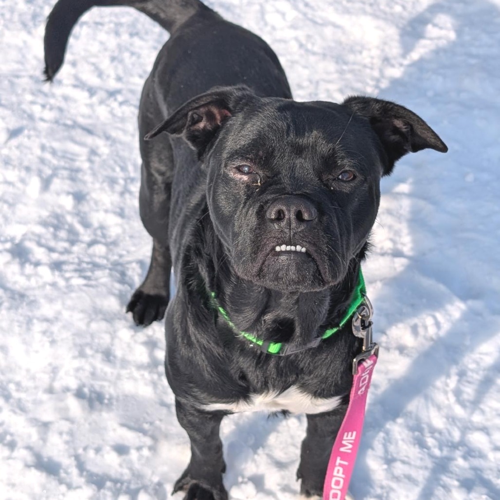 CHOPPER - Mixed Breed (Medium) available for adoption