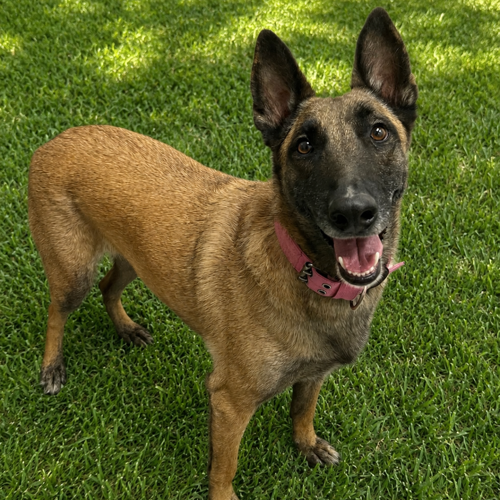 ROSE - Malinois / Belgian available for adoption