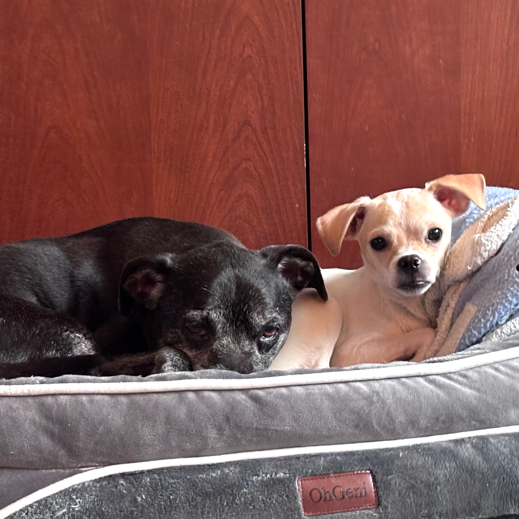 Corona — thumbnail 3