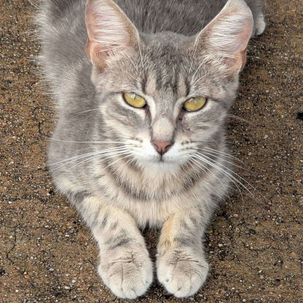 MIMI - Domestic Shorthair available for adoption