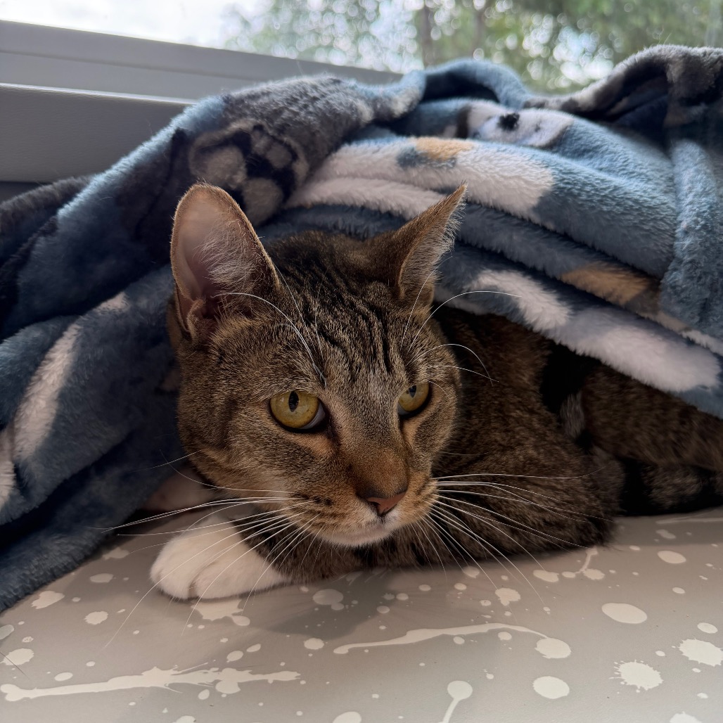 DREAM - Domestic Shorthair available for adoption
