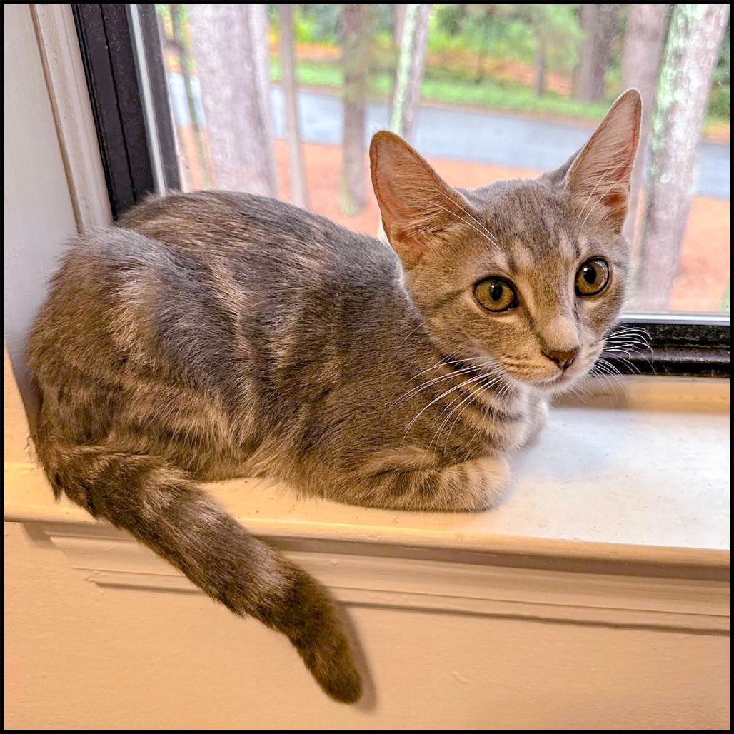 LINTY - Domestic Shorthair available for adoption