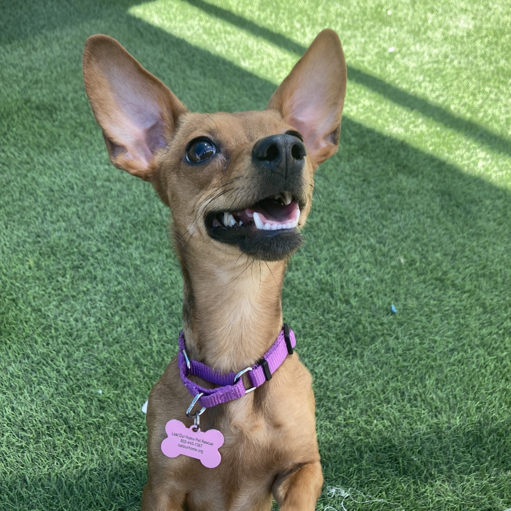 Penelope