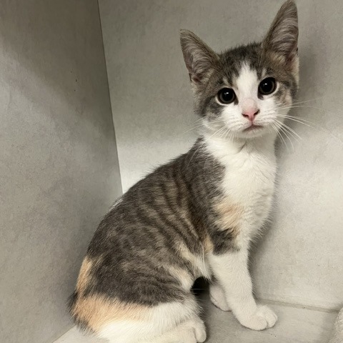CARTWHEEL - Domestic Shorthair available for adoption