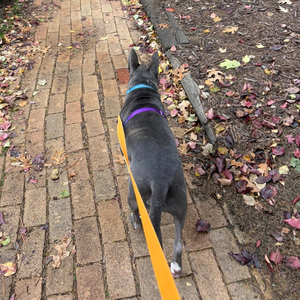 Photo of King Beetle 34