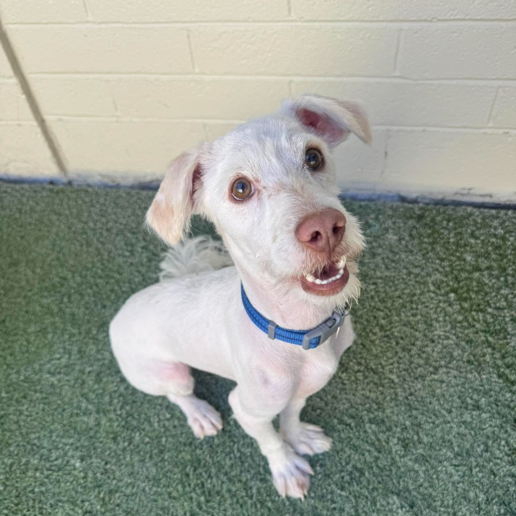 Blizzard ***Stray Hold Not Available****