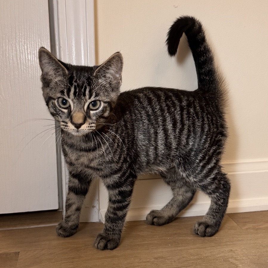 WEMBY JR. - Domestic Shorthair for adoption in Sandy Springs
