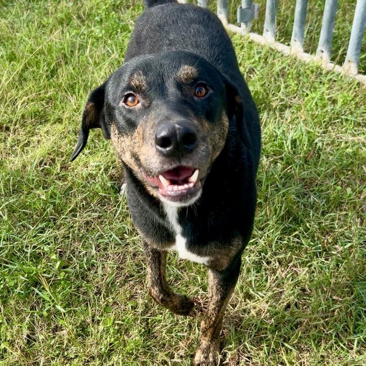 Balaguer, available for adoption at PVAS