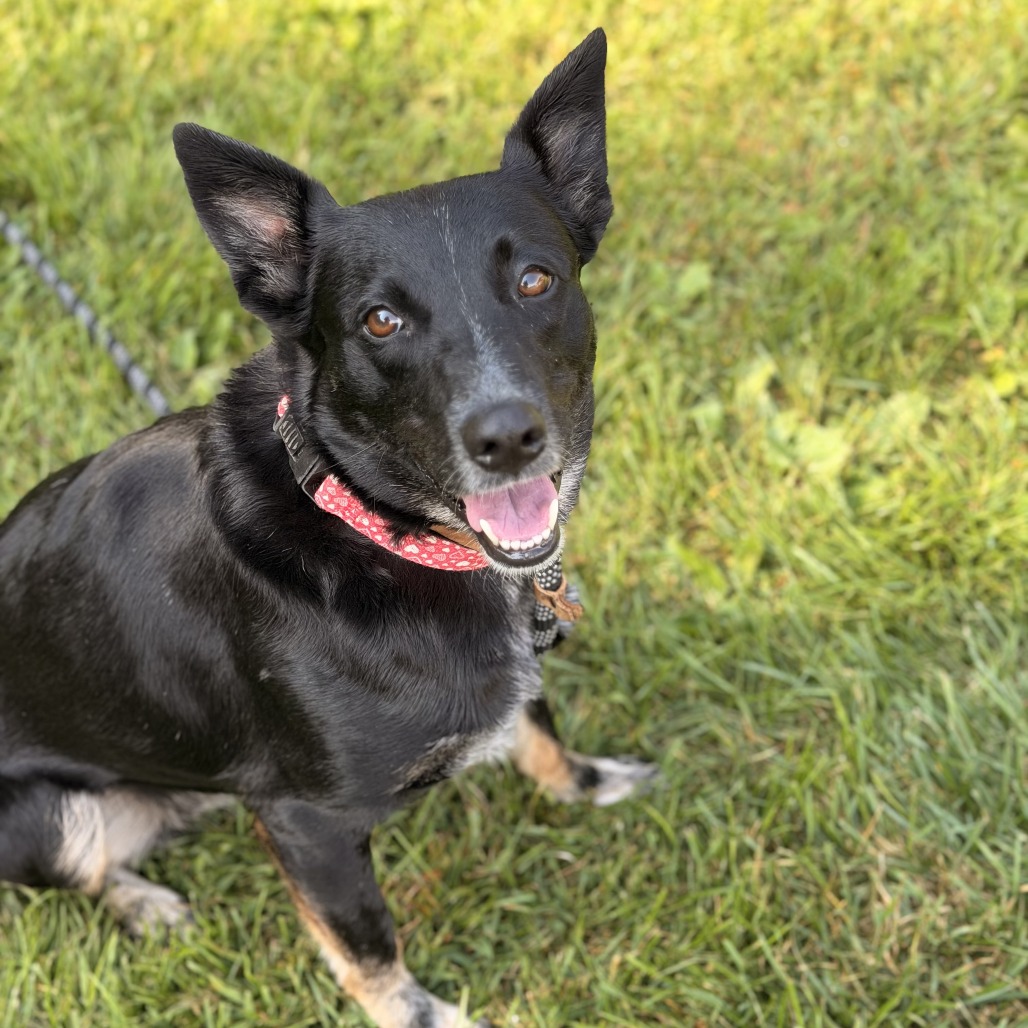 ALLIE - Cattle Dog, Australian (Blue Heeler) / Shepherd, Australian available for adoption