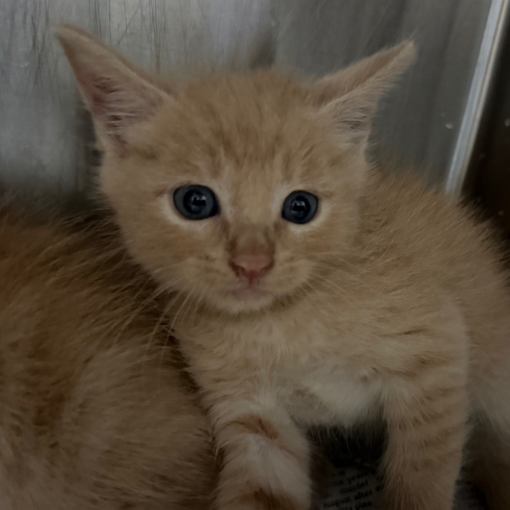 JOSHIE - Domestic Shorthair available for adoption