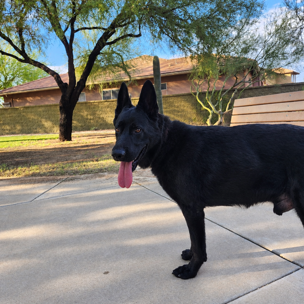 Maximus, photo 6