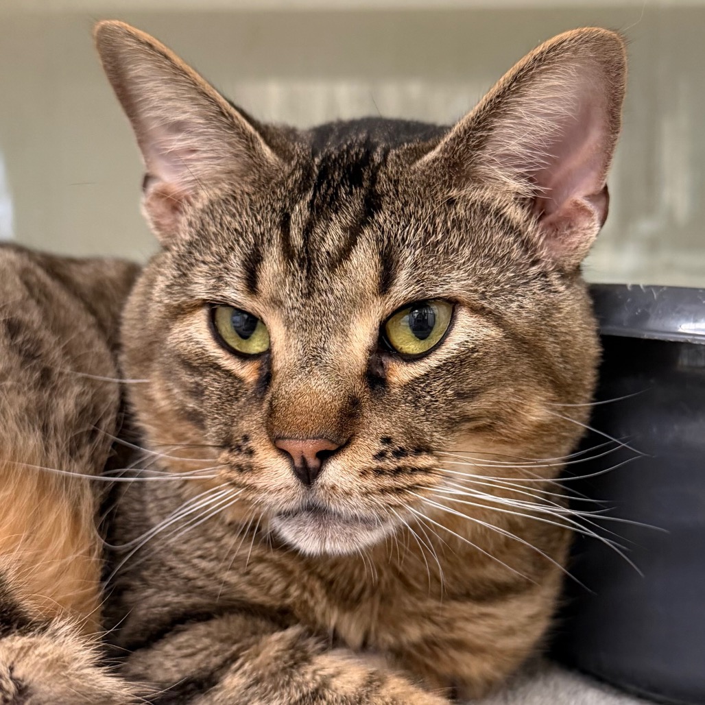OTIS - Domestic Shorthair / Mix for adoption in League City