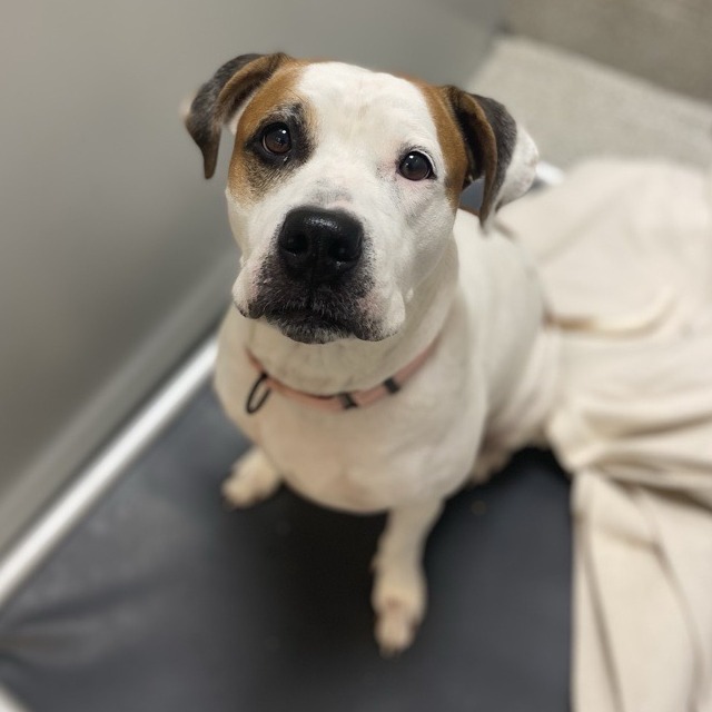 JAZZY - Mixed Breed (Large) available for adoption