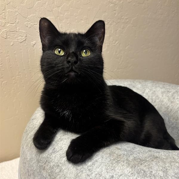 GALLETA - Domestic Shorthair available for adoption