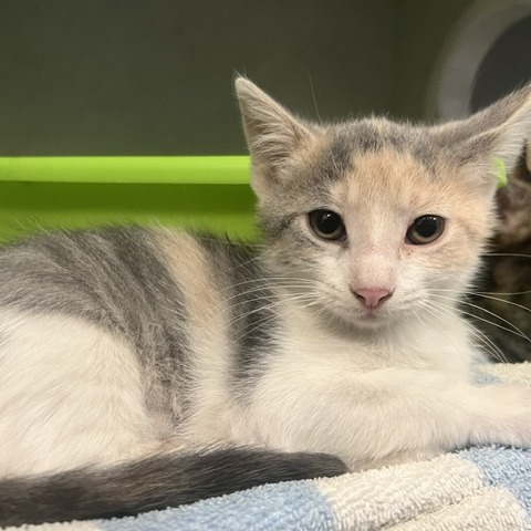 CANNELLINI - Domestic Shorthair available for adoption