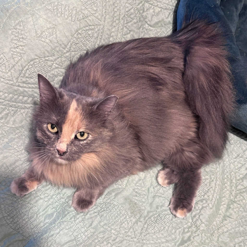 Goldie C3528 Bonded to Katelyn