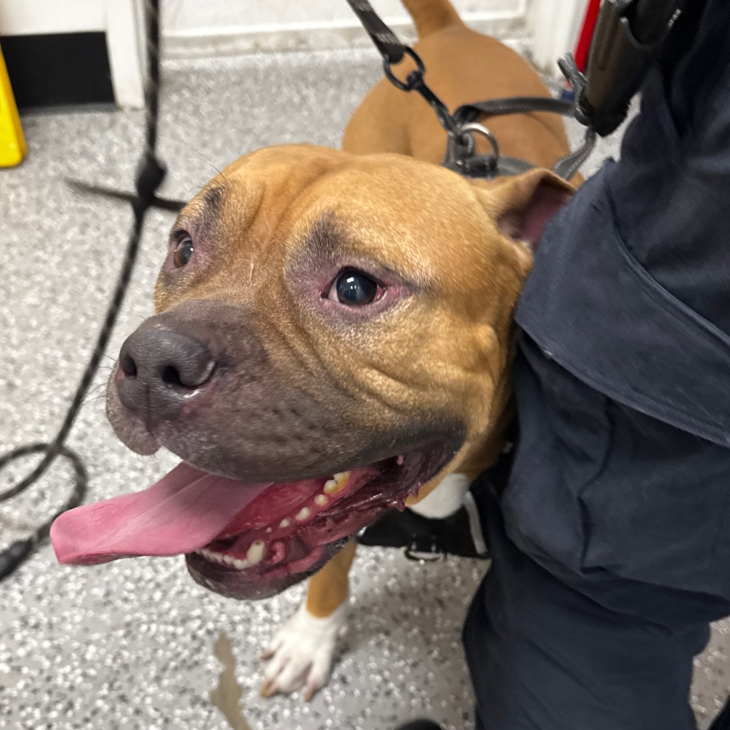 ASTA - Terrier / Pit Bull available for adoption