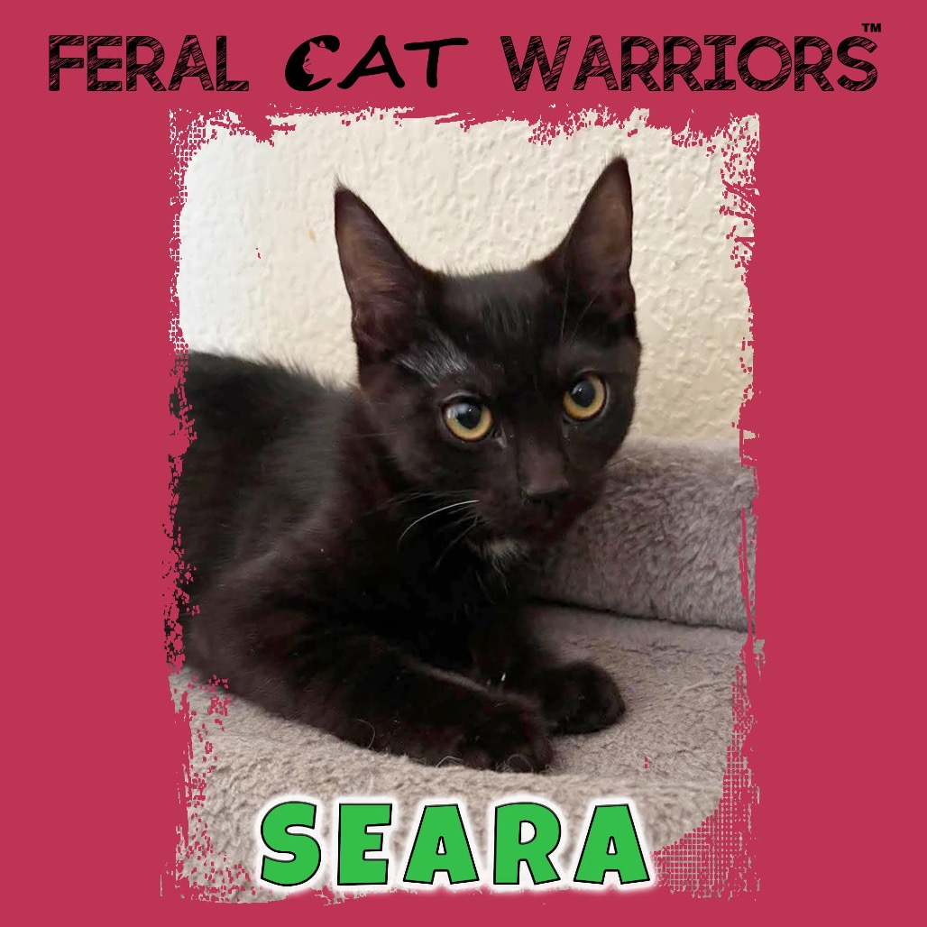Seara