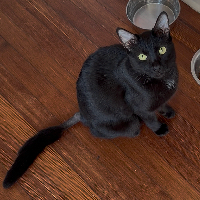 LUNA - Domestic Shorthair available for adoption
