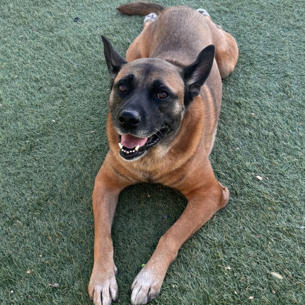 PARKER - Shepherd / Mixed Breed (Large) for adoption in Henderson