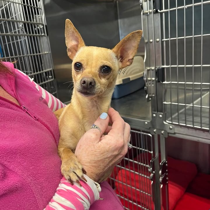 BURRITO - Chihuahua available for adoption