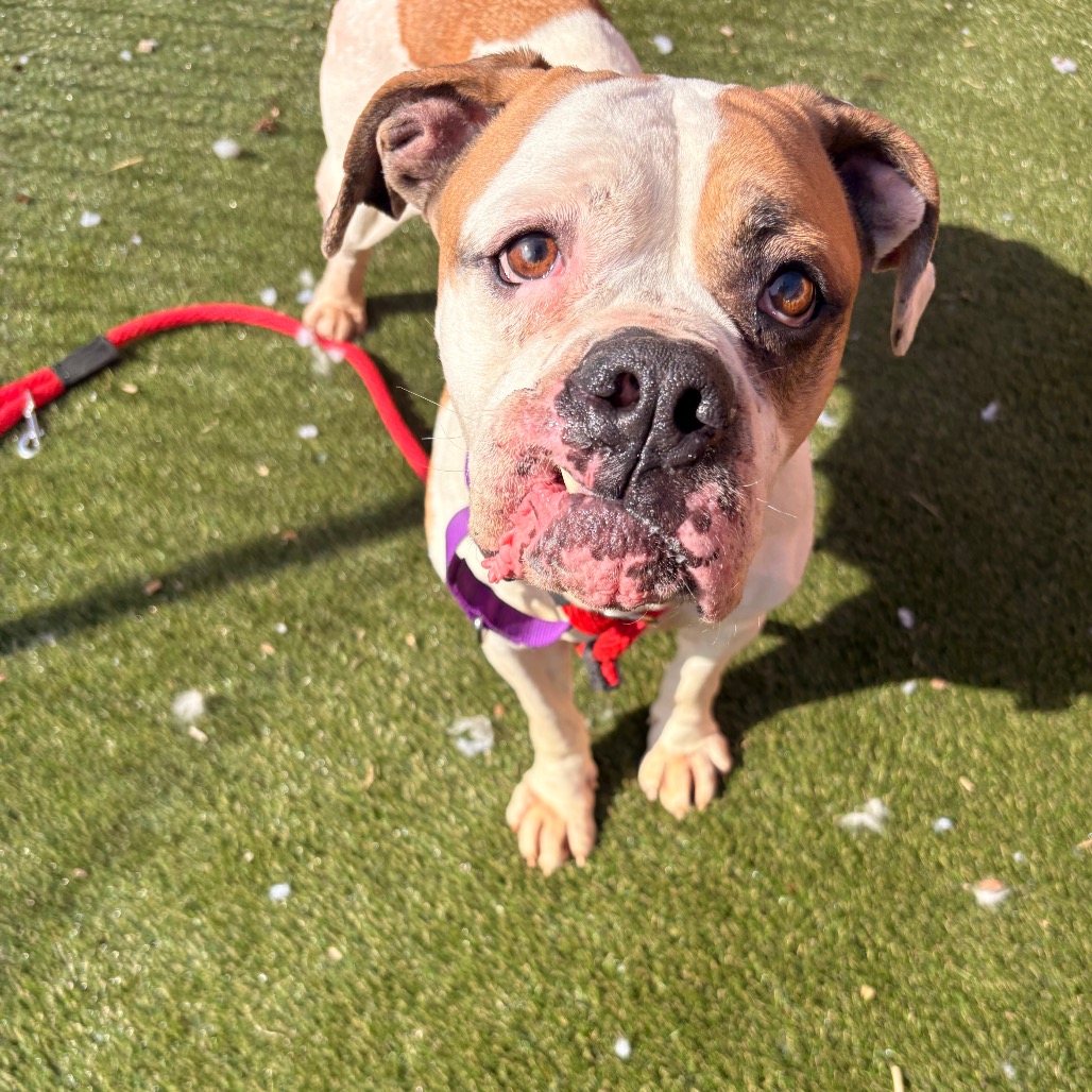 Devon — thumbnail 3