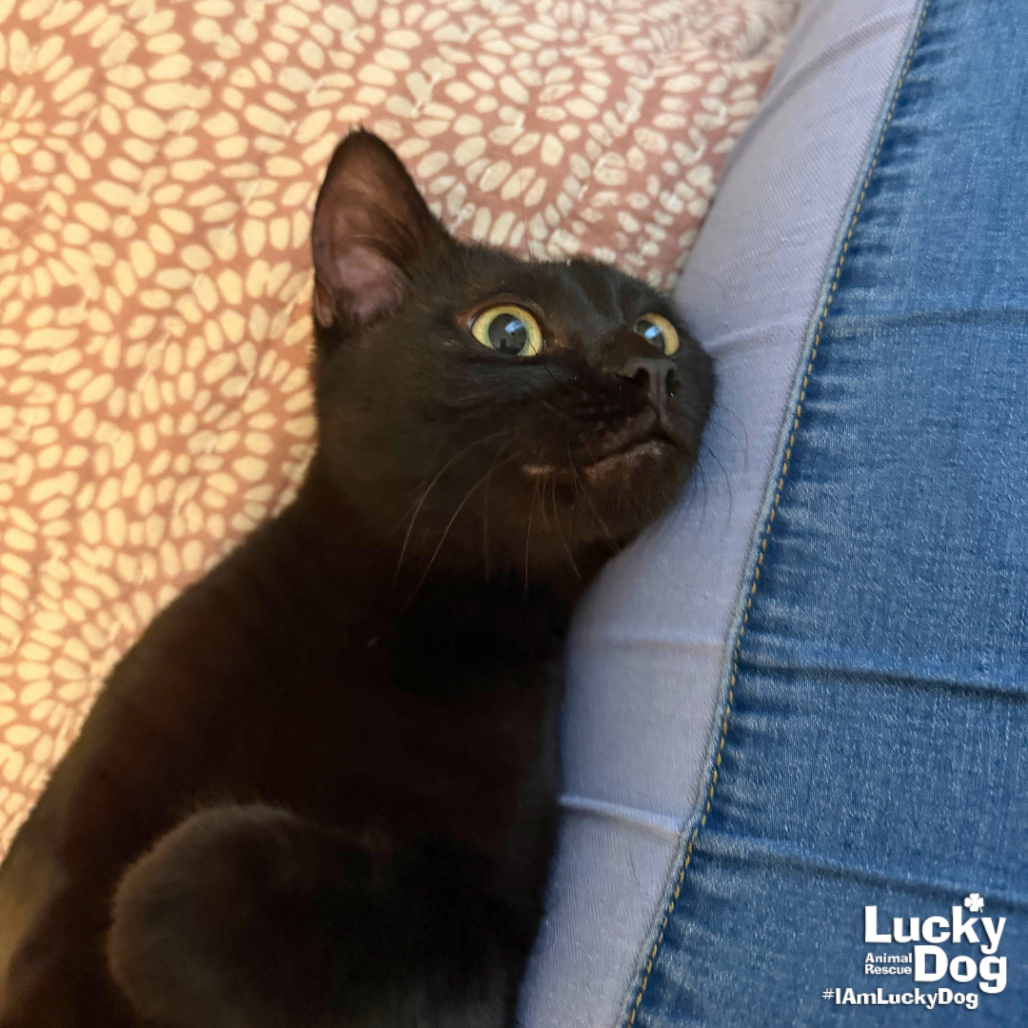SQUEAK - Domestic Shorthair available for adoption