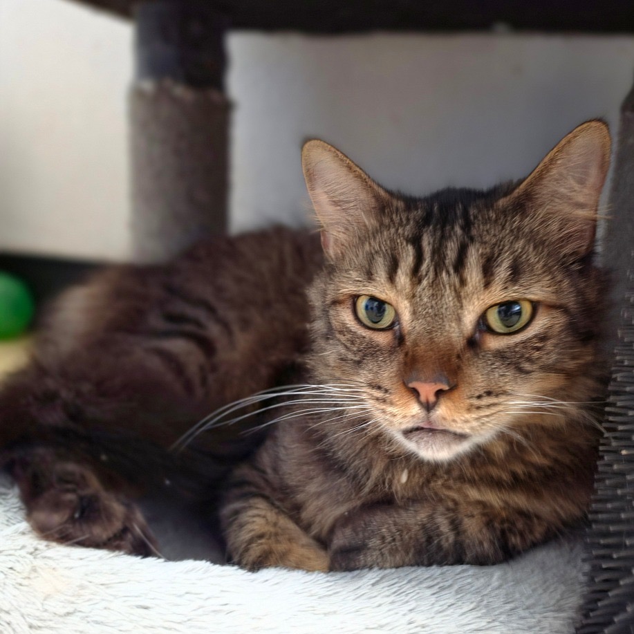 Dakota * Bonded with Atlas * Costa Mesa Location, photo 14