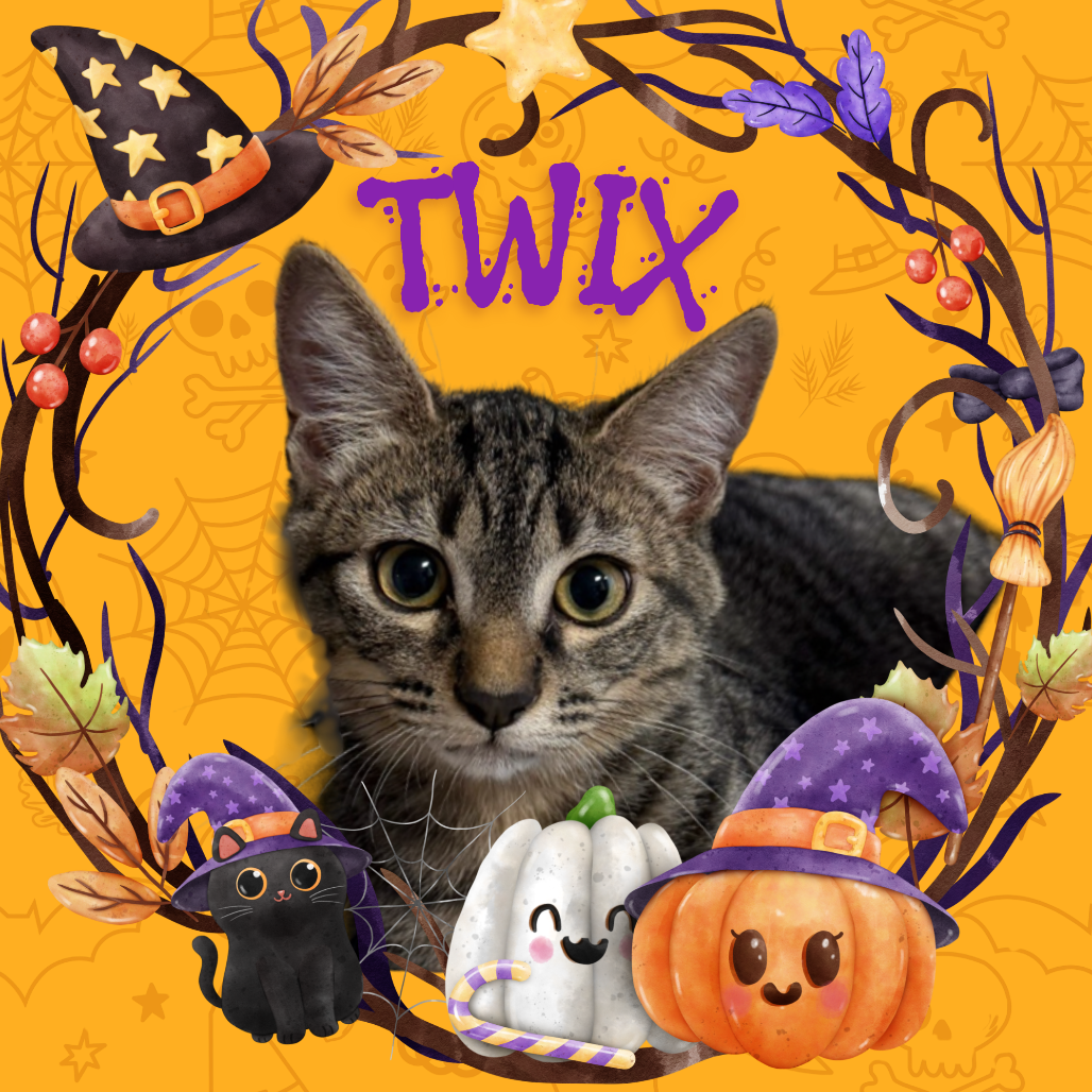 TWIX - Domestic Shorthair for adoption in Mesa
