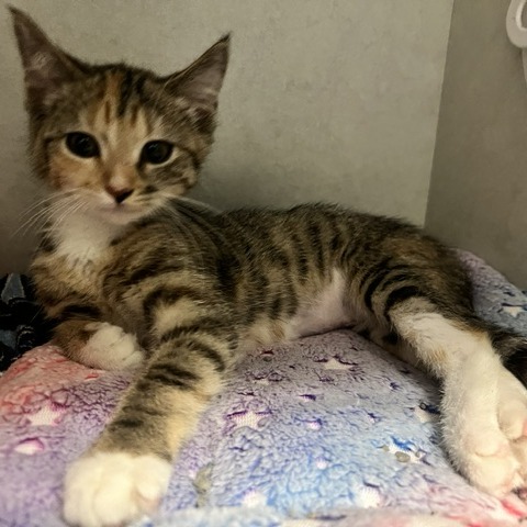 COOKIE - Domestic Shorthair available for adoption