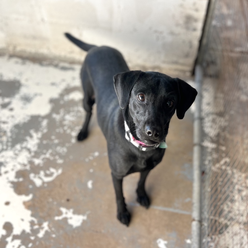 Fruitcake , available for adoption at PVAS