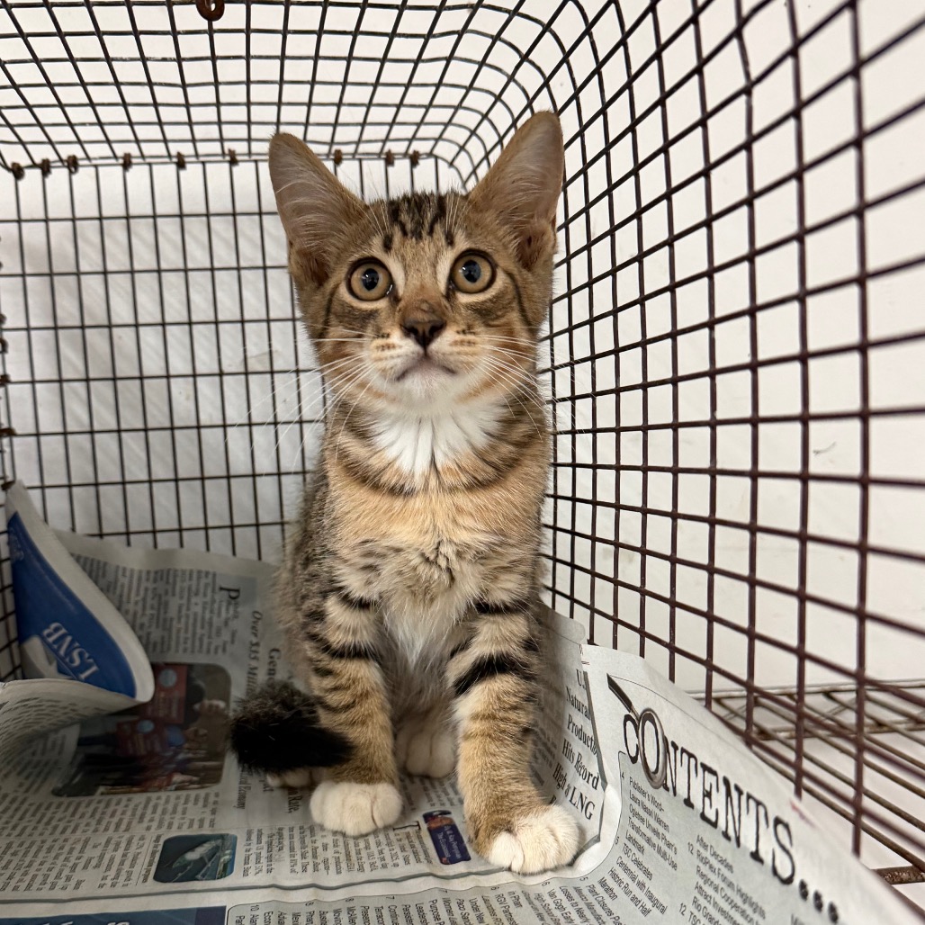Photo of Christian , available for adoption at PVAS