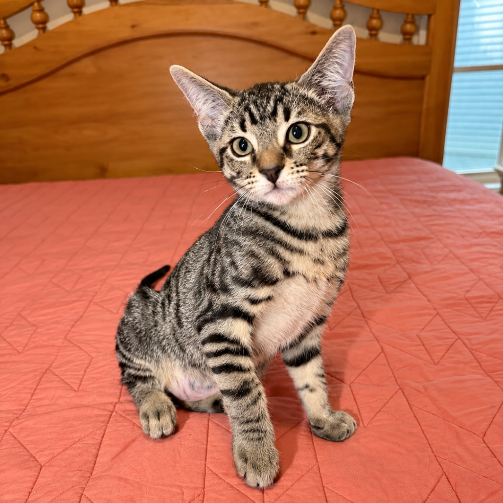 STRIPES - Domestic Shorthair for adoption in Sandy Springs