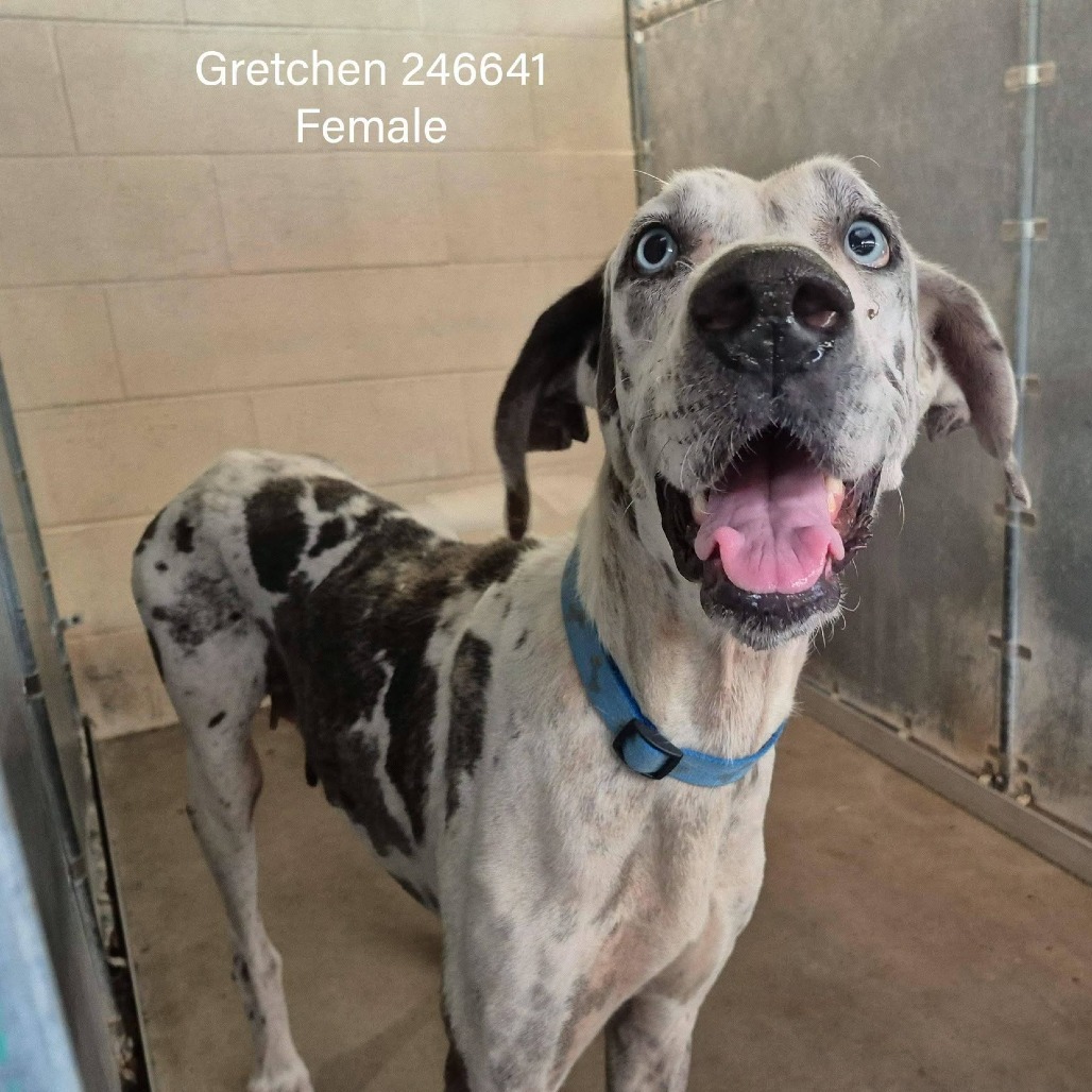 Gretchen, photo 4